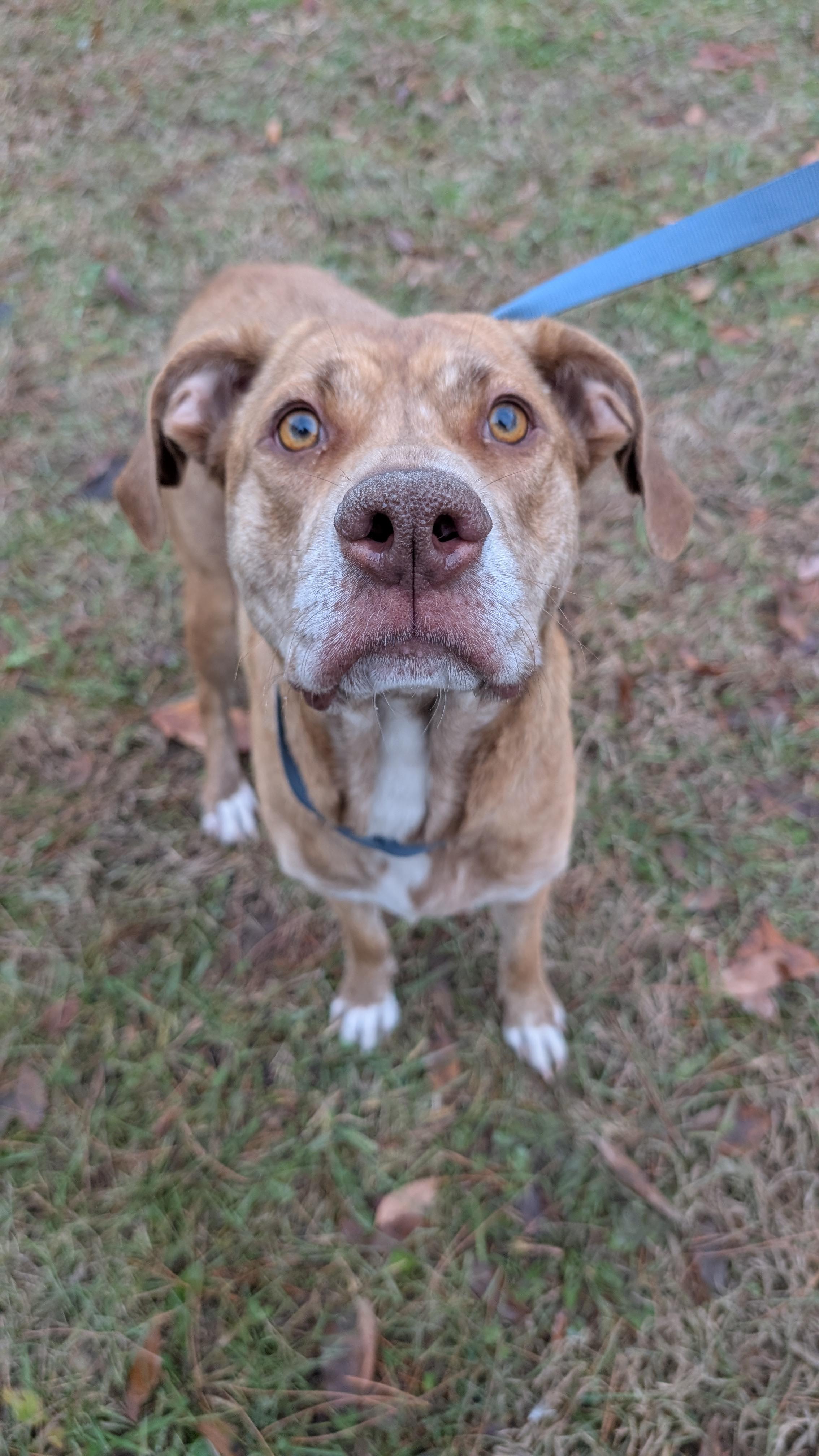 Miss Picklee, ADOPTABLE, Adult Female Yellow Labrador Retriever.