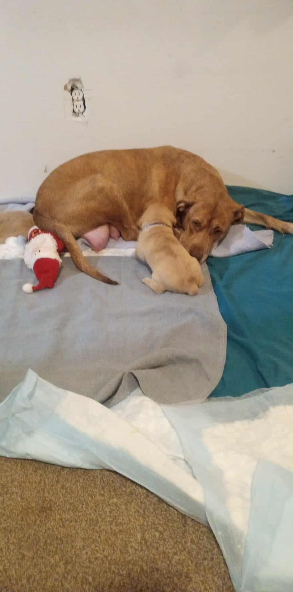 Enlarge Miss Picklee, a ADOPTABLE mixed breed in Sturgis, MI image 2/3