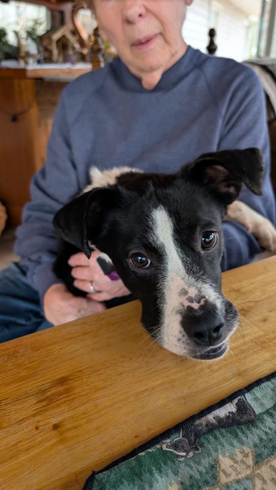 Enlarge 7683 Noelle, a Adoptable mixed breed in Hartwell, GA image 3/5