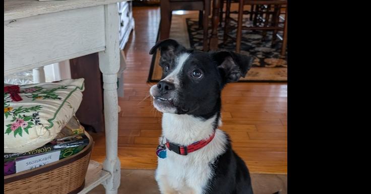 Enlarge 7683 Noelle, a Adoptable mixed breed in Hartwell, GA image 4/5