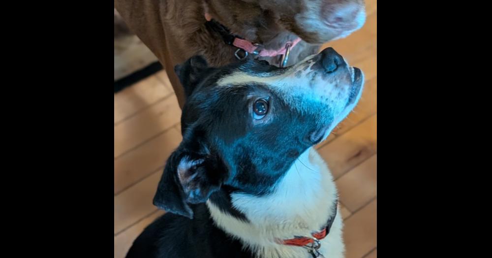 Enlarge 7683 Noelle, a Adoptable mixed breed in Hartwell, GA image 5/5