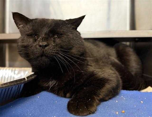 BLIZARD, Adoptable, Young Male Domestic Short Hair.