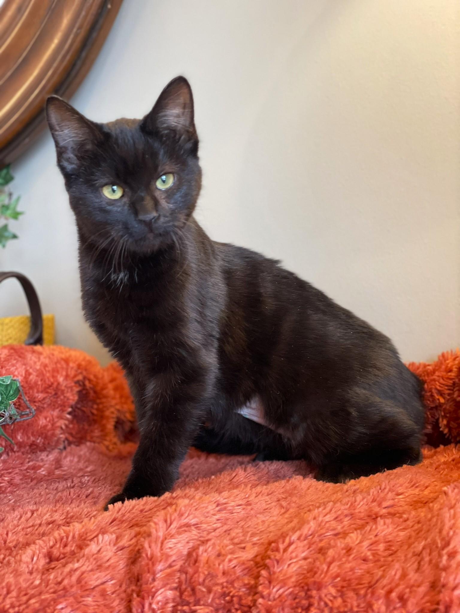 Enlarge Allison, an adopted Domestic Medium Hair in Taylor, MI image 4/6