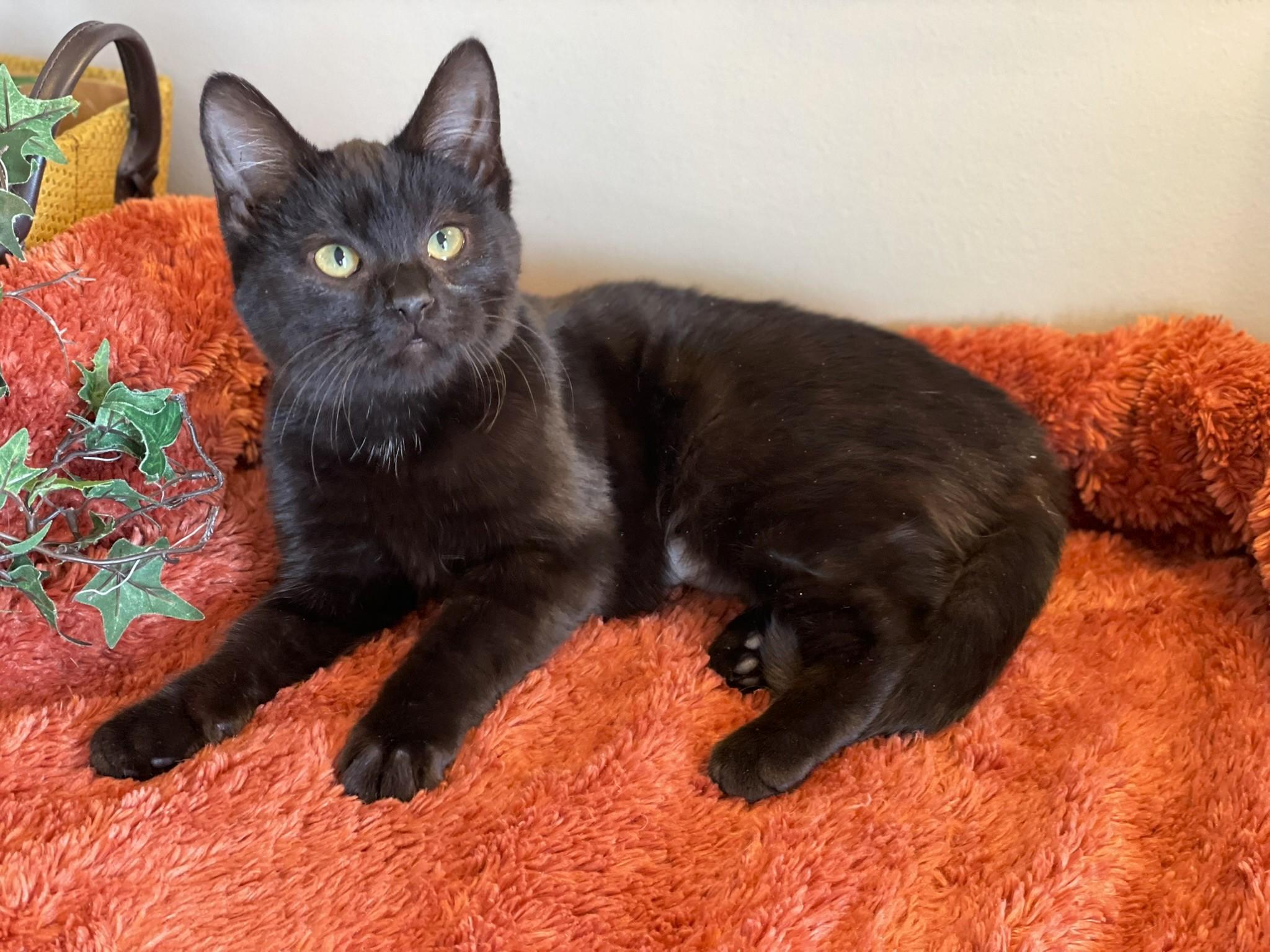 Allison, adopted, Young Female Domestic Medium Hair.