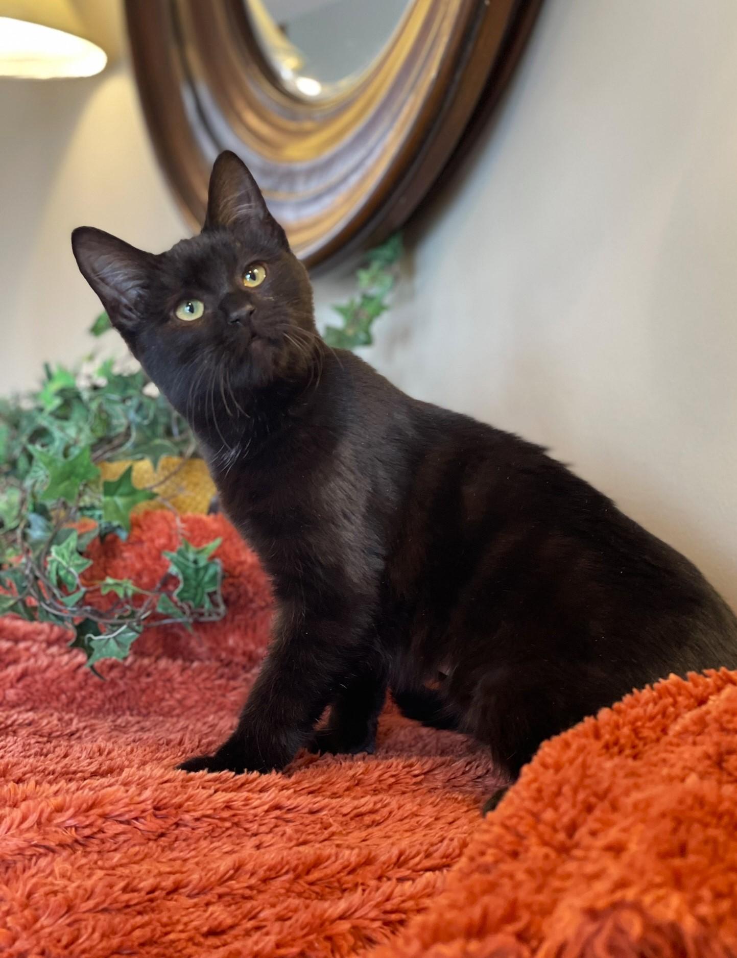 Enlarge Allison, an adopted Domestic Medium Hair in Taylor, MI image 3/6