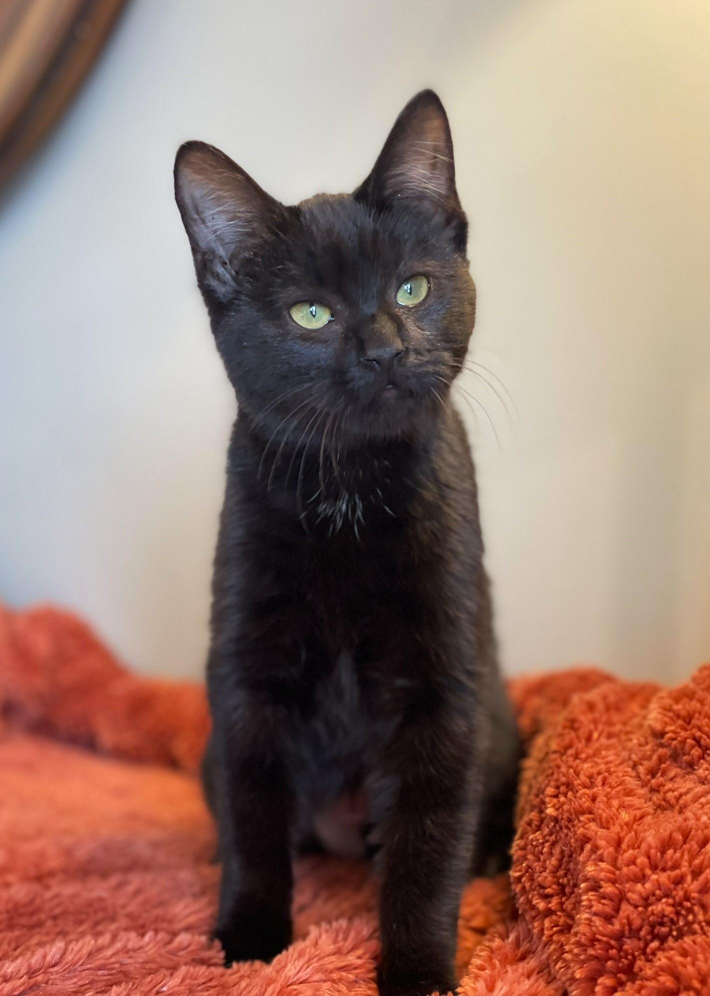 Enlarge Allison, an adopted Domestic Medium Hair in Taylor, MI image 5/6
