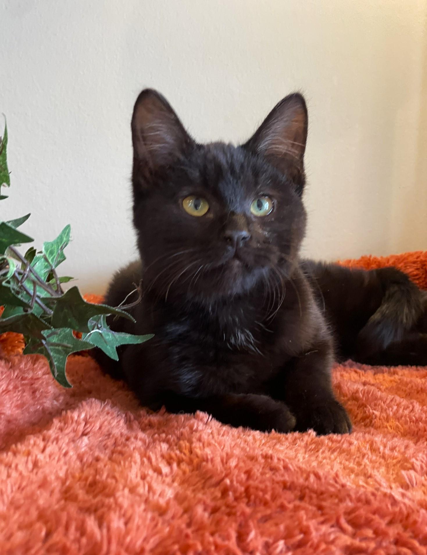 Enlarge Allison, an adopted Domestic Medium Hair in Taylor, MI image 2/6