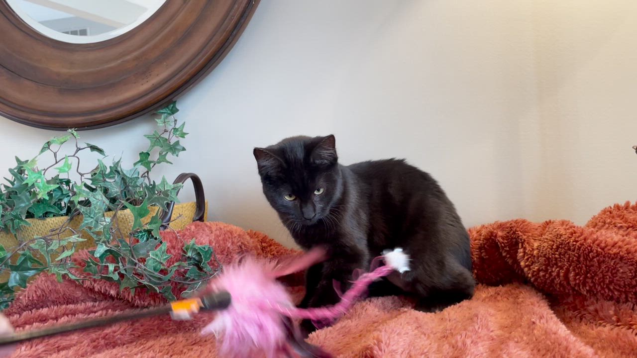 Enlarge Allison, an adopted Domestic Medium Hair in Taylor, MI video 6/6