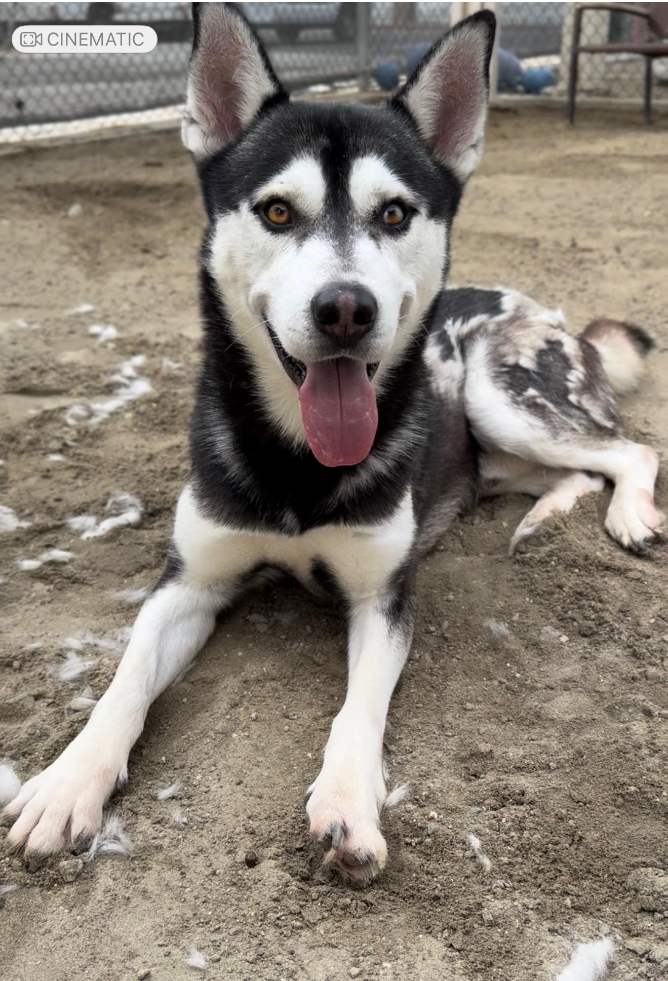 Enlarge Rufus, a Adoptable Siberian Husky in Sunnyvale, CA image 1/2