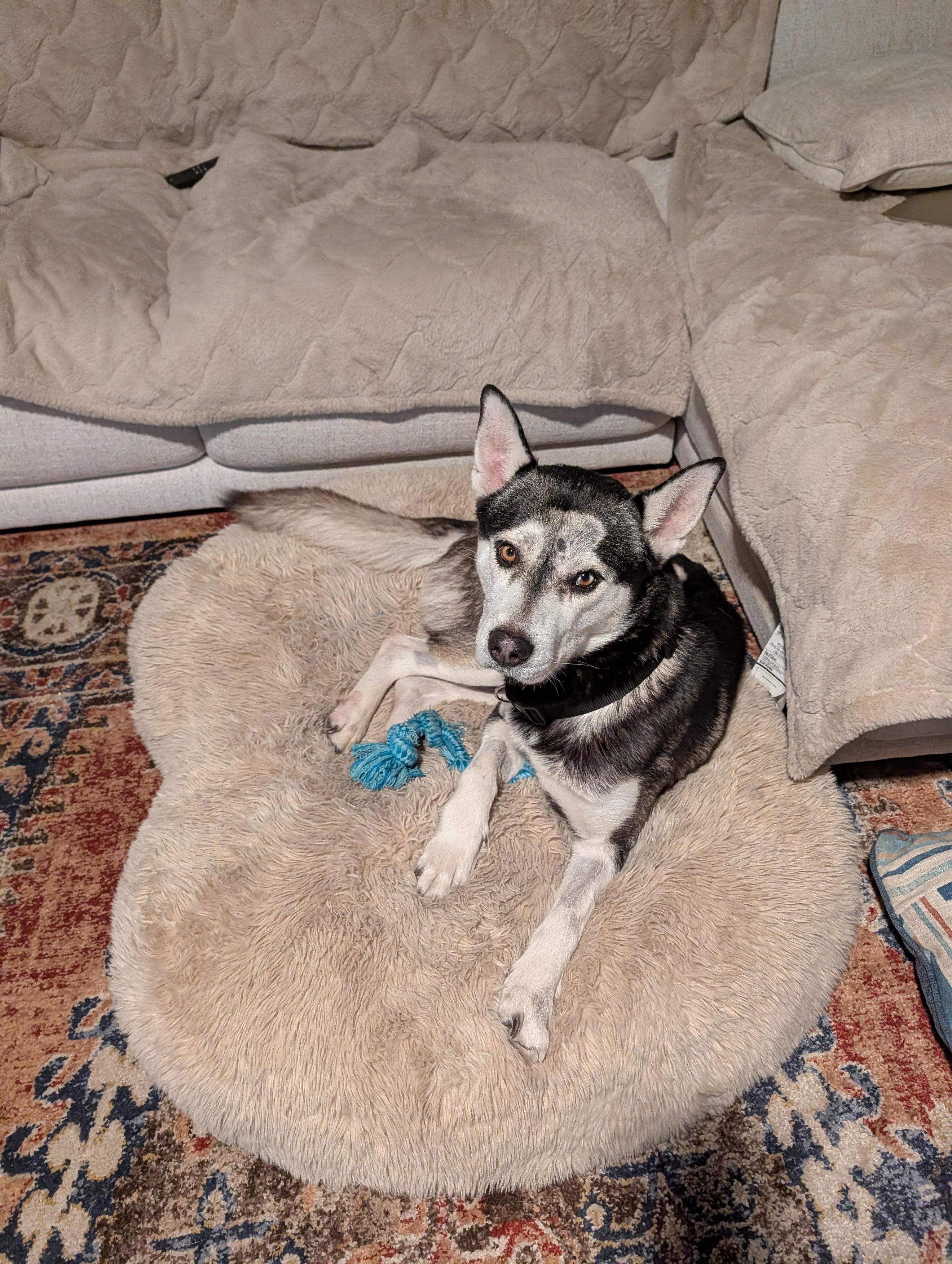 Enlarge Rufus, a Adoptable Siberian Husky in Sunnyvale, CA image 2/2