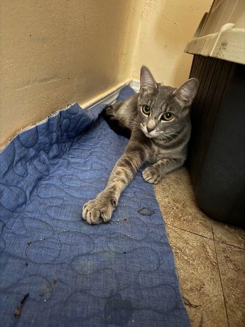 Shadow, Adoptable, Adult Female Domestic Short Hair & Tabby.
