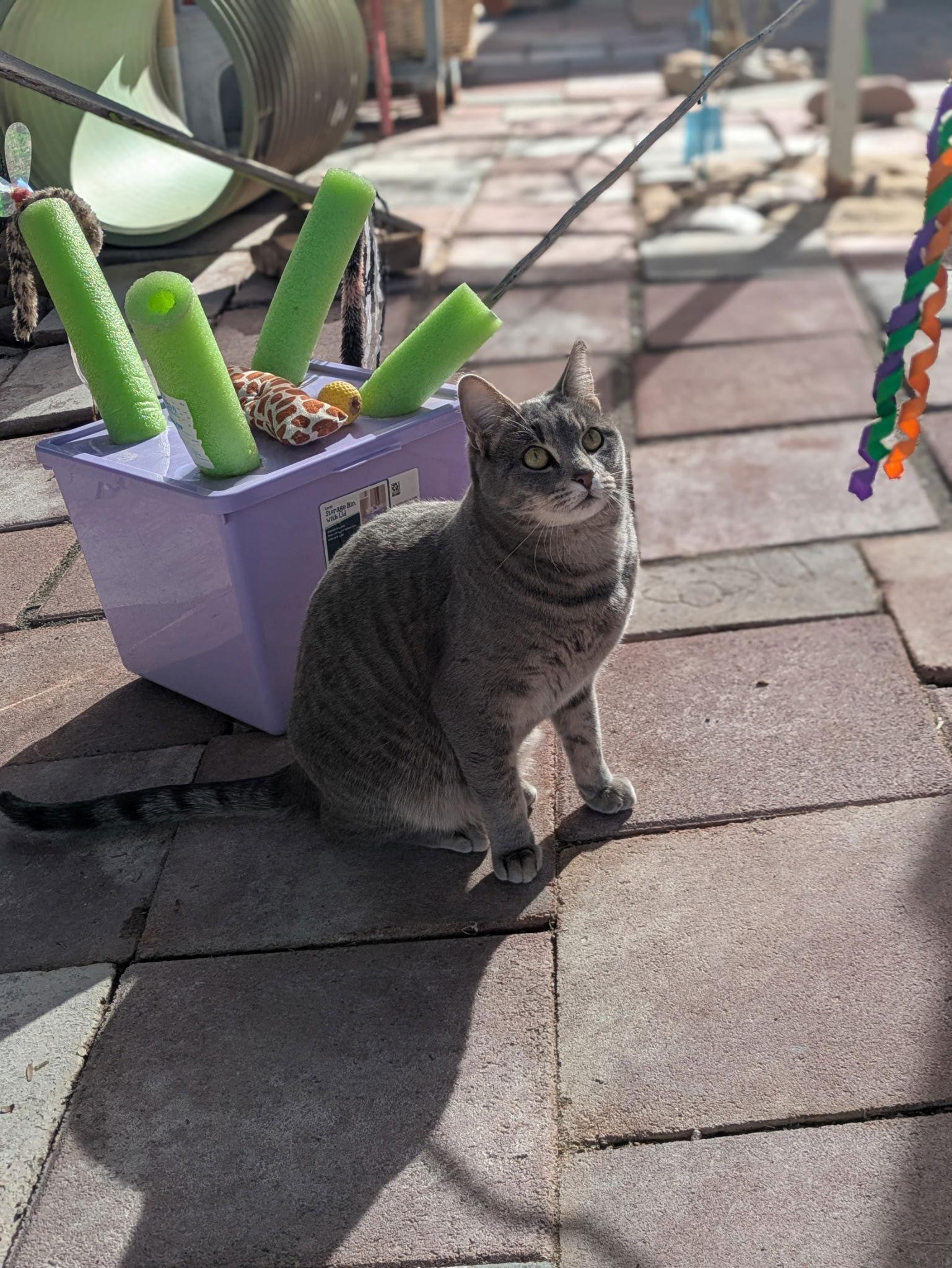 Shadow, Adoptable, Adult Female Domestic Short Hair & Tabby.