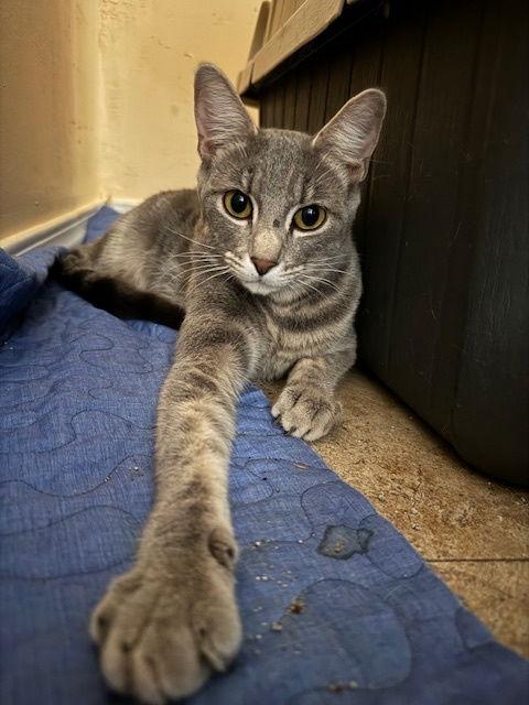 Shadow, a Adoptable mixed breed in Williamsburg, NM image 2/3