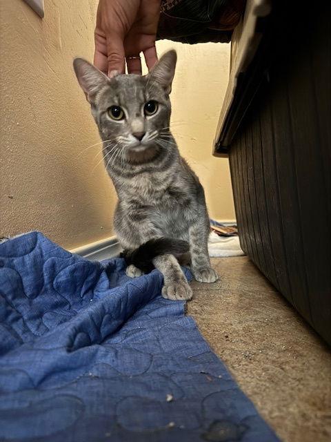 Shadow, a Adoptable mixed breed in Williamsburg, NM image 3/3