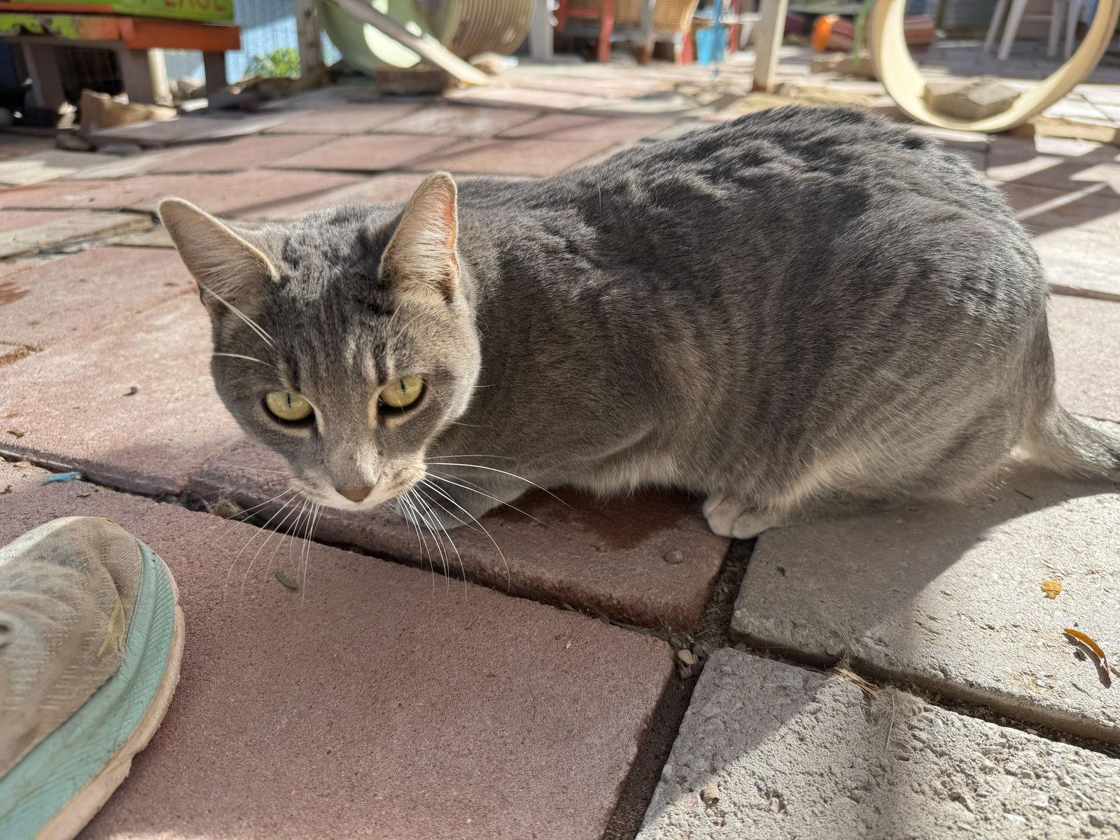 Enlarge Shadow, a Adoptable mixed breed in Williamsburg, NM image 2/3