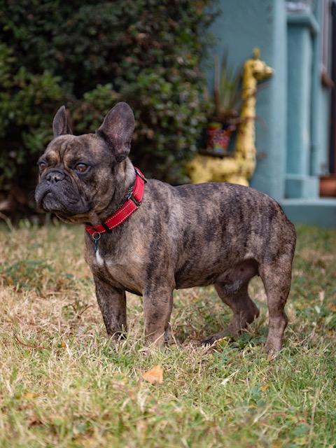 Enlarge Brisket, a ADOPTABLE French Bulldog in Los Angeles, CA image 4/6