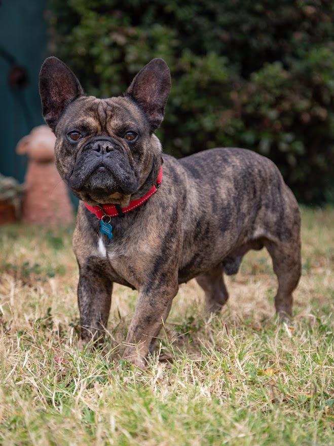 Enlarge Brisket, a ADOPTABLE French Bulldog in Los Angeles, CA image 2/6