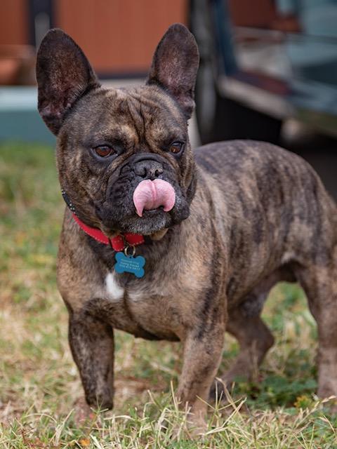 Enlarge Brisket, a ADOPTABLE French Bulldog in Los Angeles, CA image 6/6