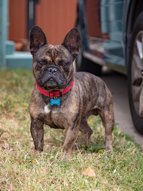 Brisket, ADOPTABLE, Adult Male French Bulldog.