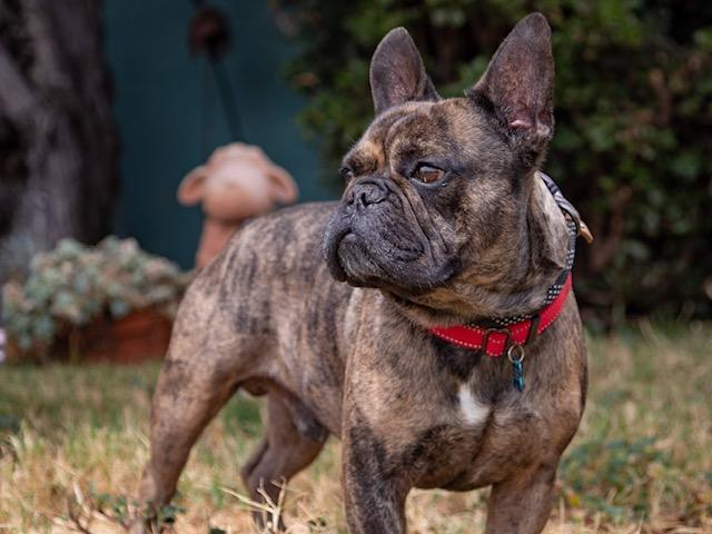 Enlarge Brisket, a ADOPTABLE French Bulldog in Los Angeles, CA image 3/6