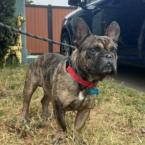 Enlarge Brisket, a ADOPTABLE French Bulldog in Los Angeles, CA image 5/6
