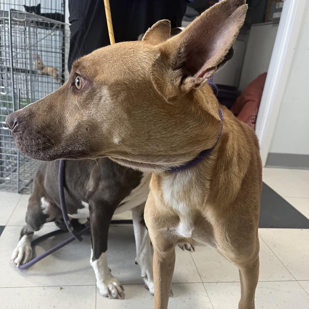 Jack, a Adoptable Shepherd in Richmond Hill, GA image 2/3