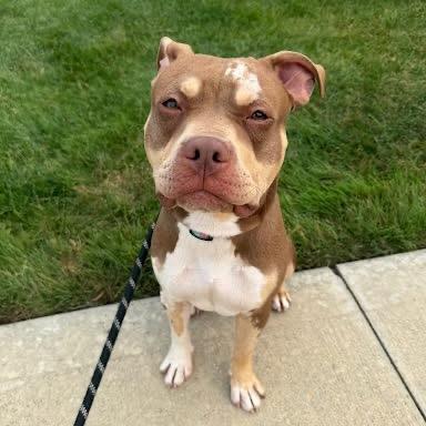 Hazel, Adoptable, Adult Female Pit Bull Terrier & Mixed Breed.