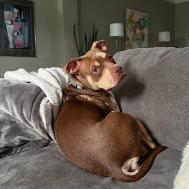 Hazel, a Adoptable mixed breed in Northville, MI image 2/6