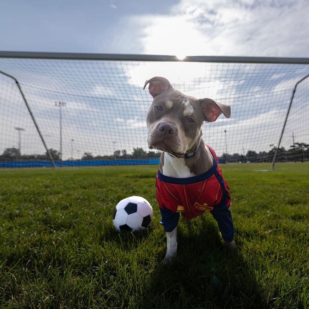 Hazel, a Adoptable mixed breed in Northville, MI image 3/6