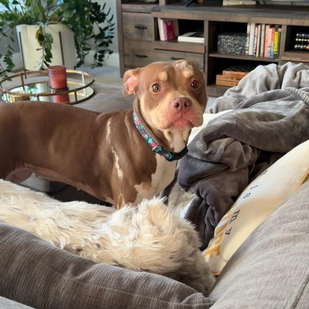 Hazel, a Adoptable mixed breed in Northville, MI image 5/6