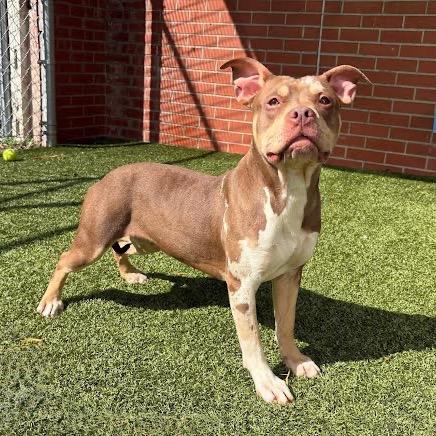 Hazel, a Adoptable mixed breed in Northville, MI image 6/6