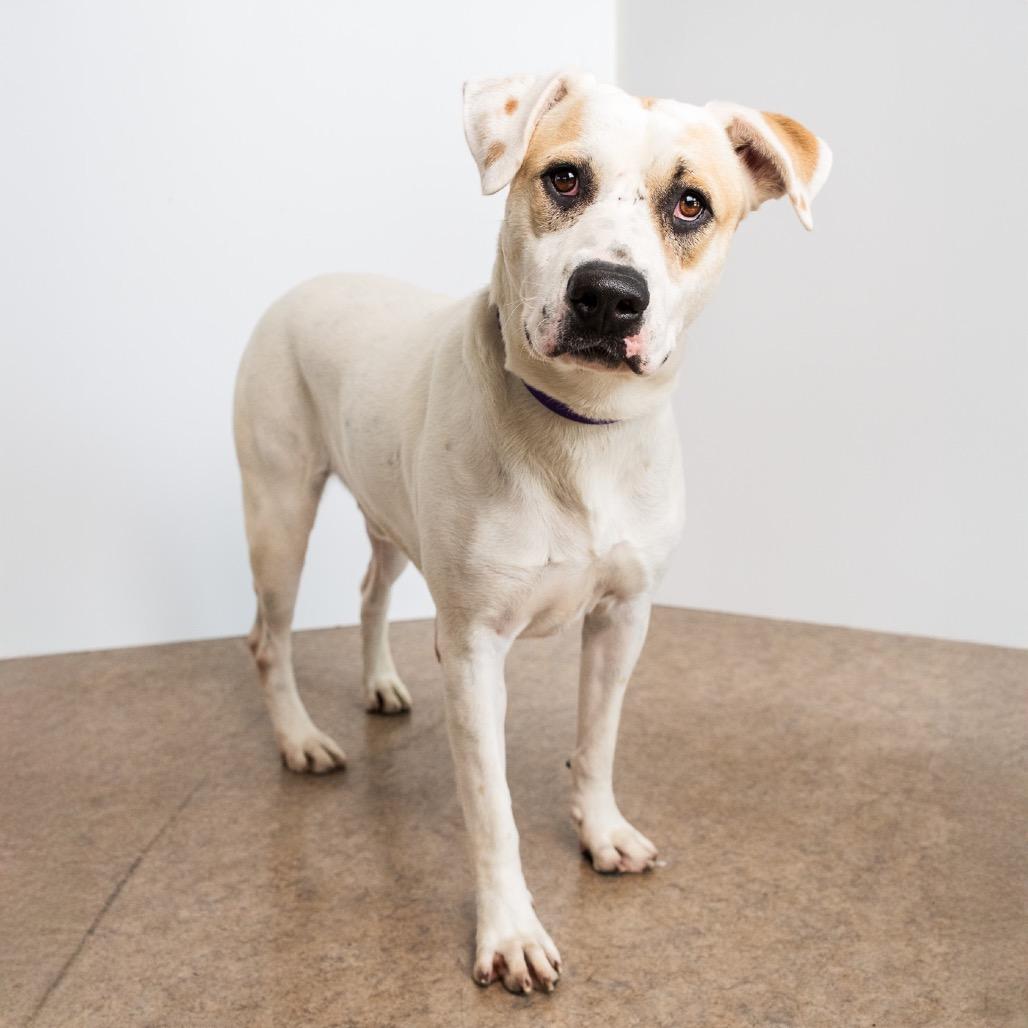 Enlarge Pudgy, a Adoptable Mixed Breed in Palm Springs, CA image 1/3