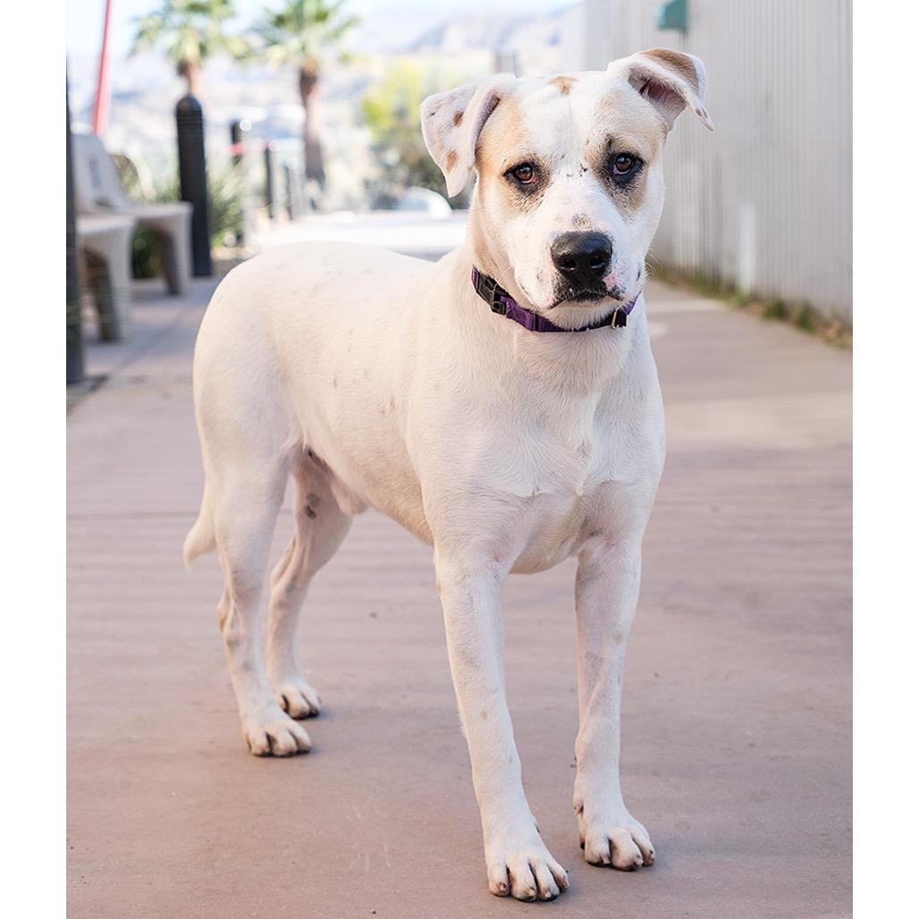 Enlarge Pudgy, a Adoptable Mixed Breed in Palm Springs, CA image 2/3