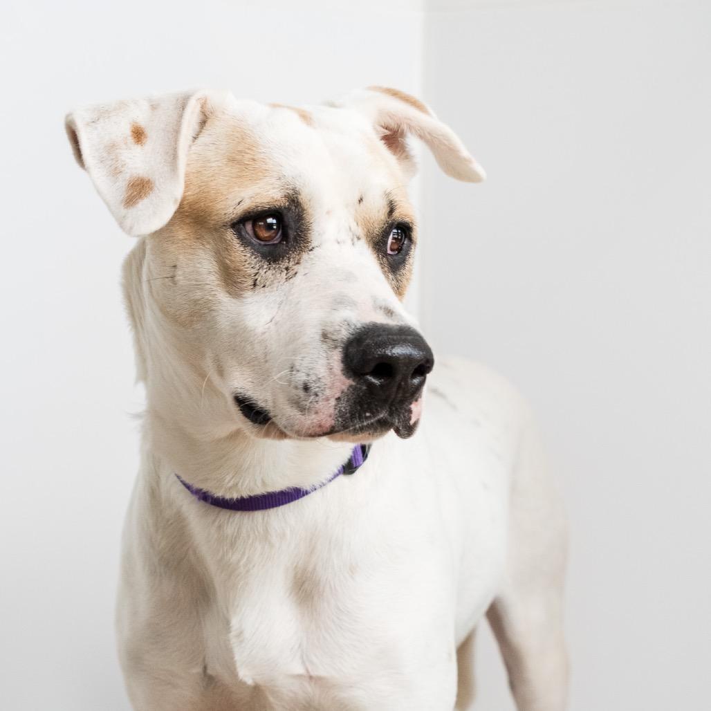 Enlarge Pudgy, a Adoptable Mixed Breed in Palm Springs, CA image 3/3
