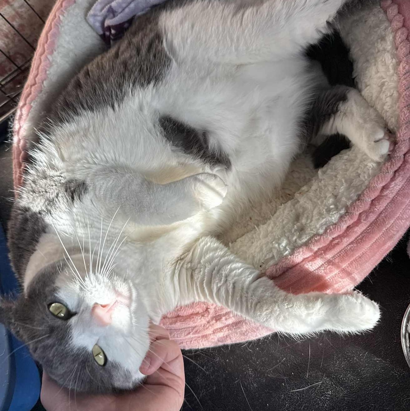 Enlarge Sami, an adopted Domestic Short Hair in Huntington, NY image 3/4