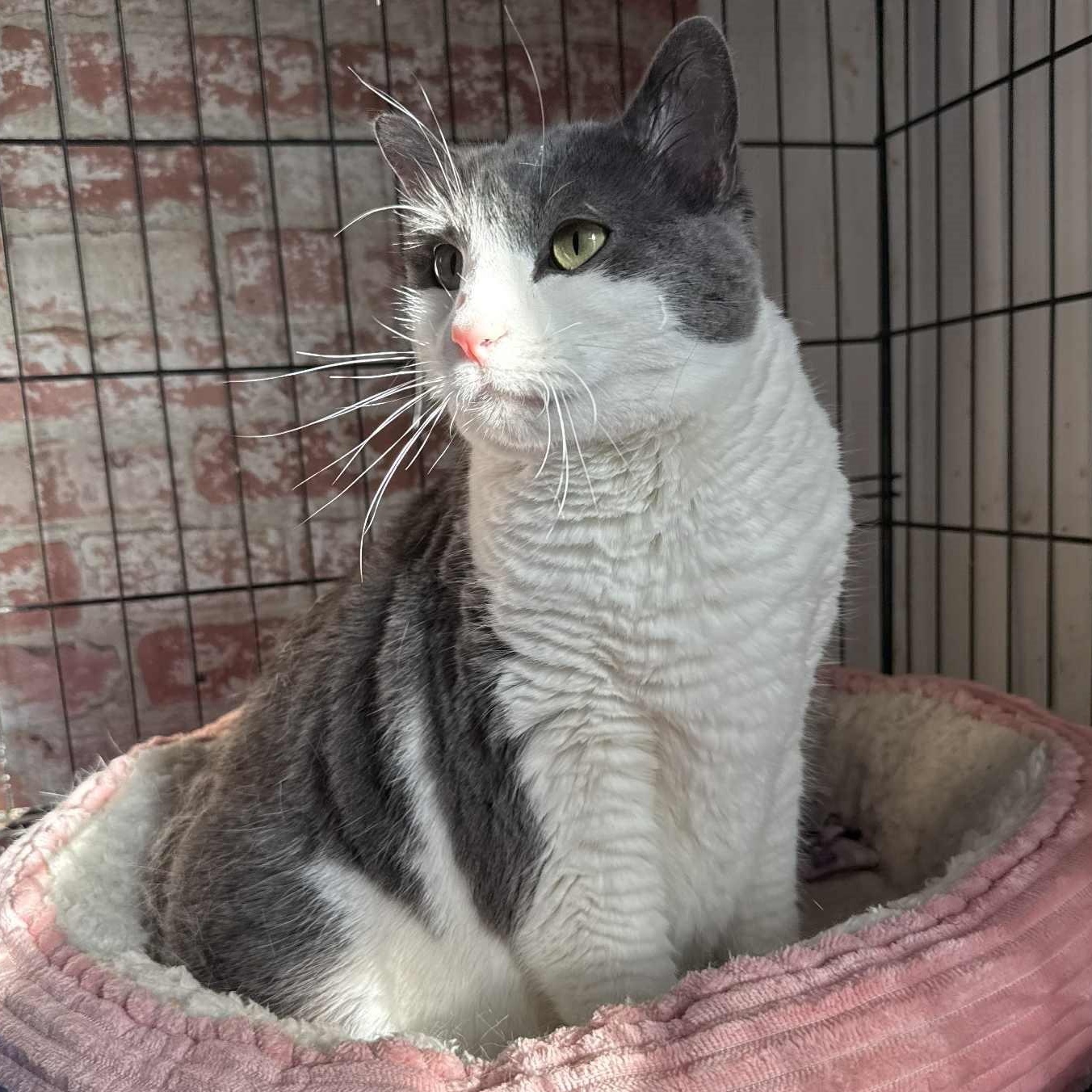 Enlarge Sami, an adopted Domestic Short Hair in Huntington, NY image 2/4