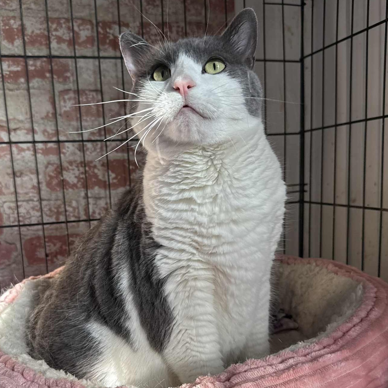 Enlarge Sami, an adopted Domestic Short Hair in Huntington, NY image 4/4