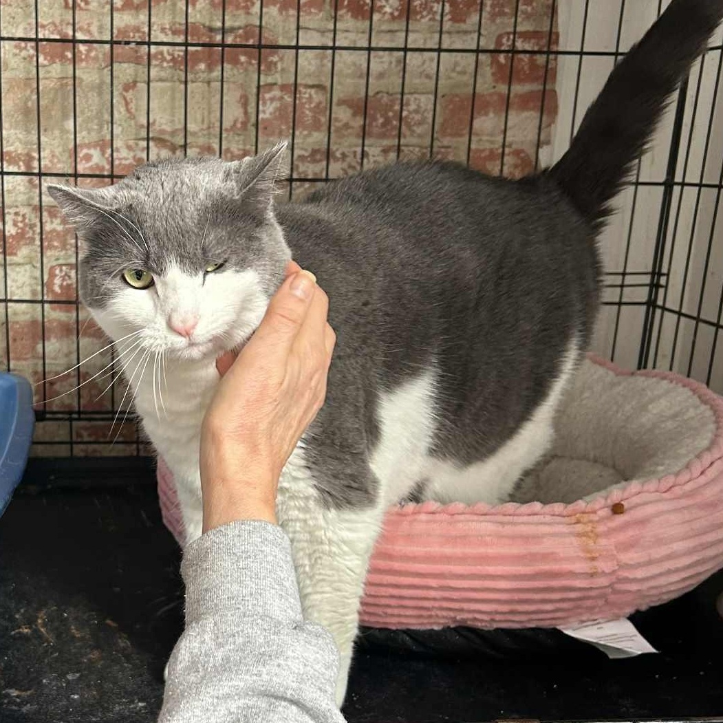 Enlarge Sami, an adopted Domestic Short Hair in Huntington, NY image 1/4