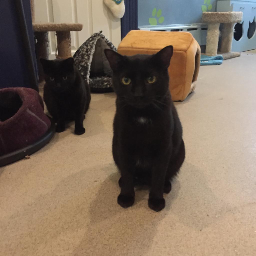 Enlarge Ralphy, a Adoptable Domestic Short Hair in Oyster Bay, NY image 1/4