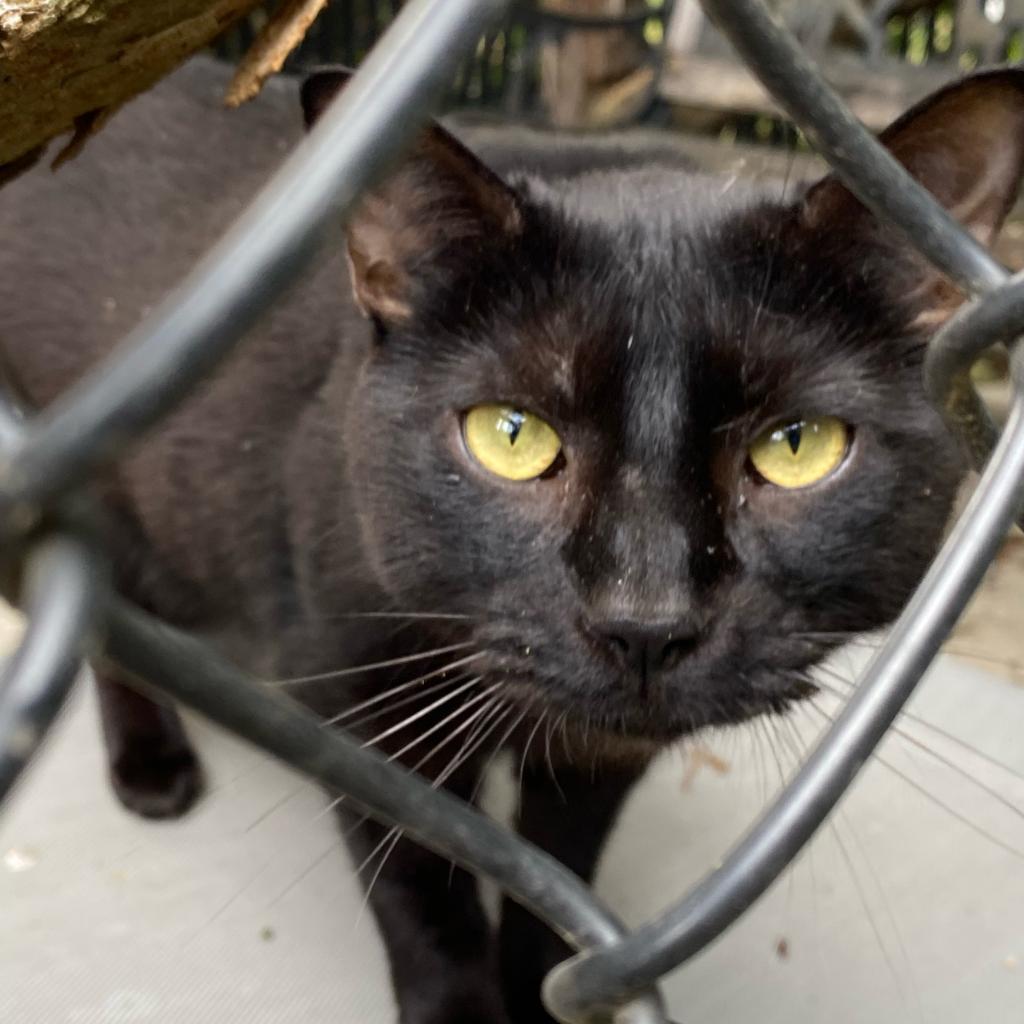 Enlarge Ralphy, a Adoptable Domestic Short Hair in Oyster Bay, NY image 2/4