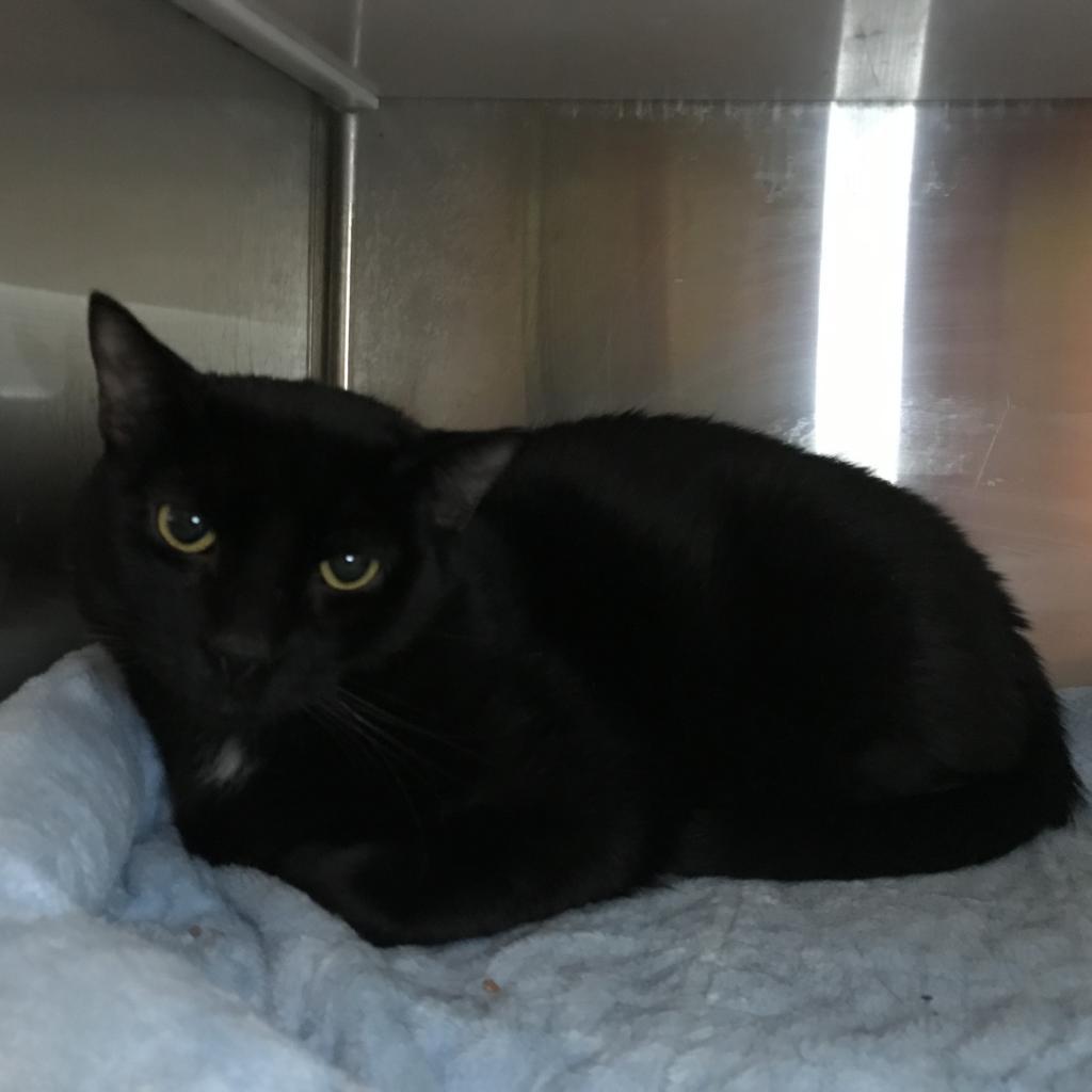 Enlarge Ralphy, a Adoptable Domestic Short Hair in Oyster Bay, NY image 3/4