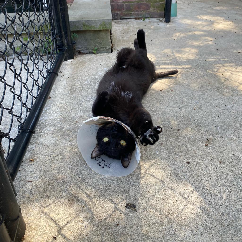 Enlarge Ralphy, a Adoptable Domestic Short Hair in Oyster Bay, NY image 4/4