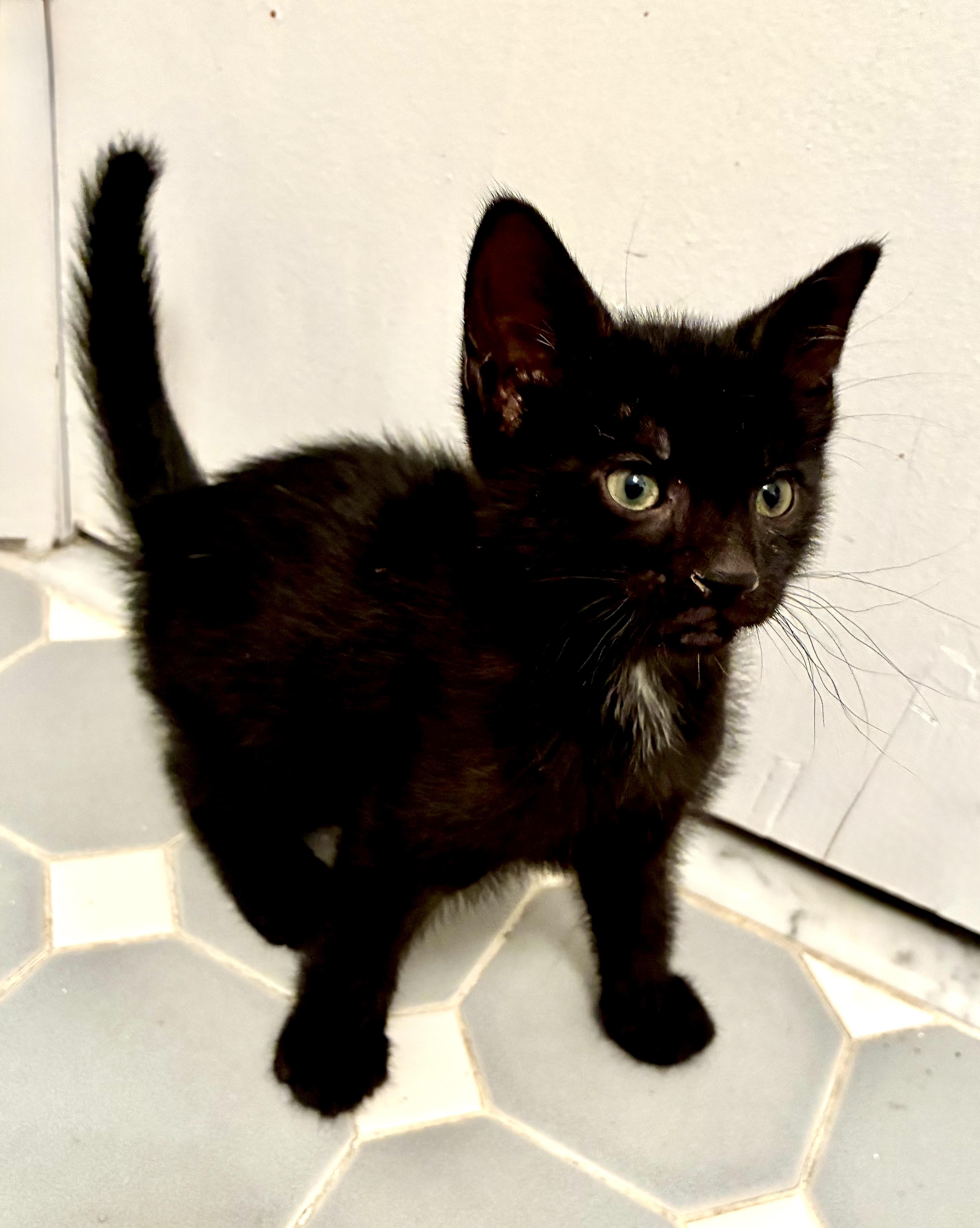 Madow, a ADOPTABLE Domestic Short Hair in River Edge, NJ image 3/4