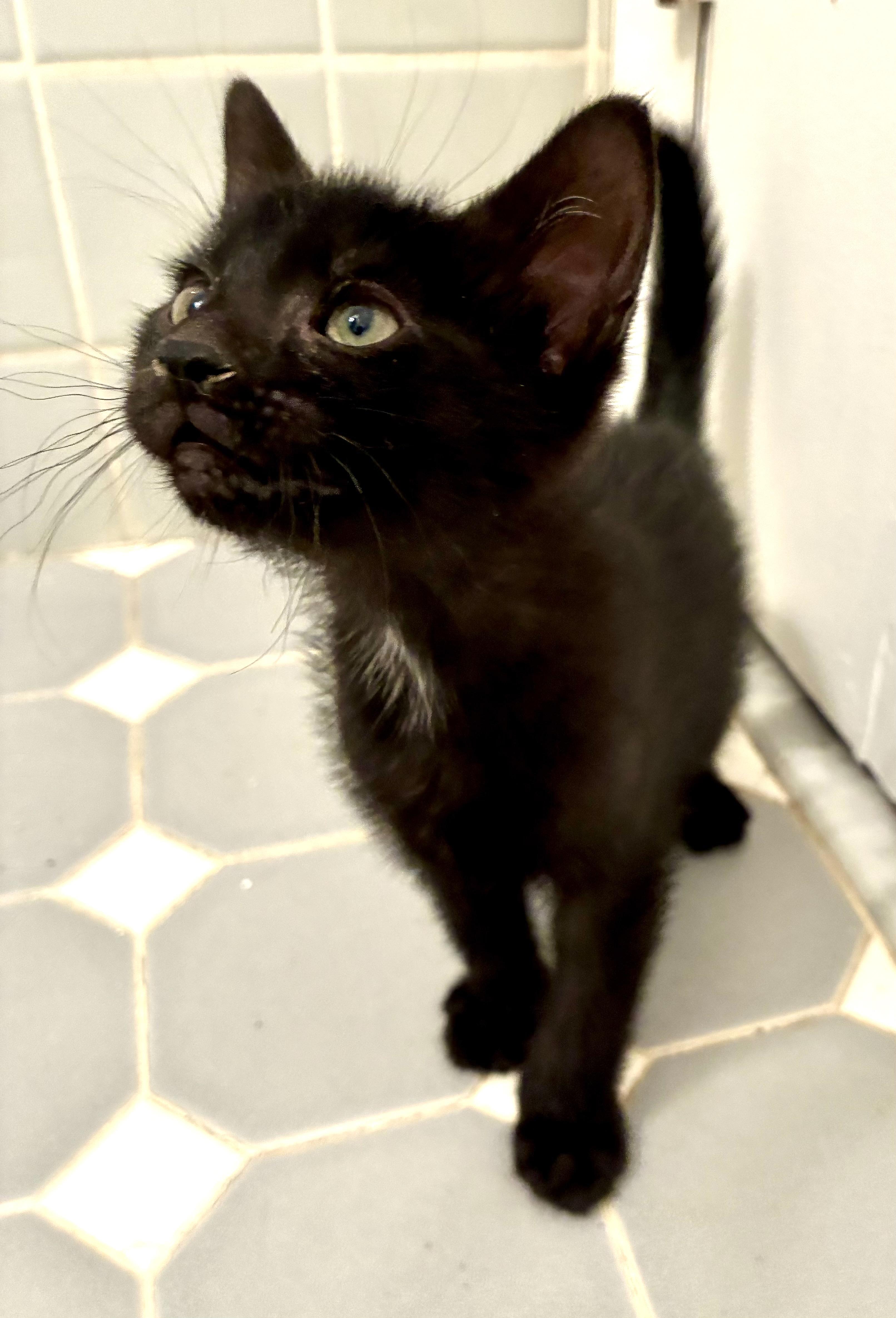 Madow, a ADOPTABLE Domestic Short Hair in River Edge, NJ image 4/4