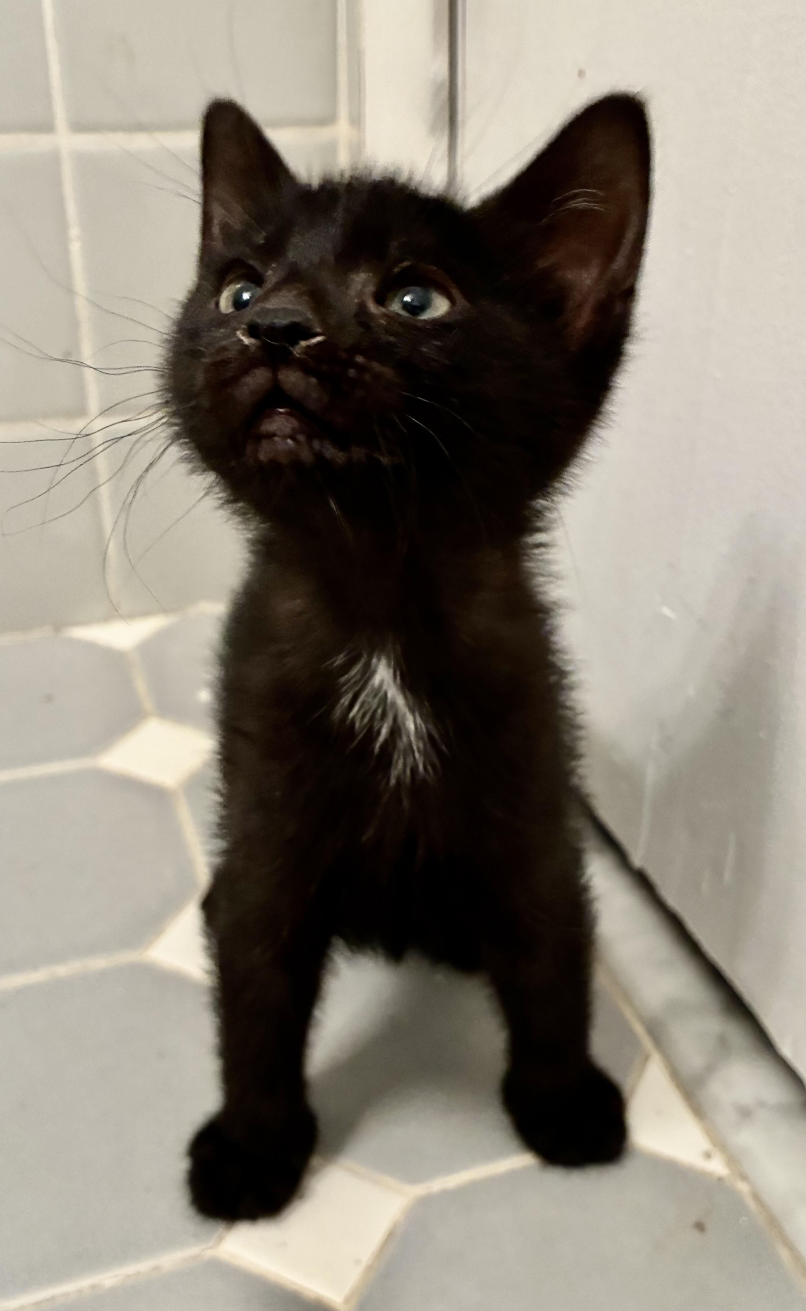 Madow, a ADOPTABLE Domestic Short Hair in River Edge, NJ image 2/4