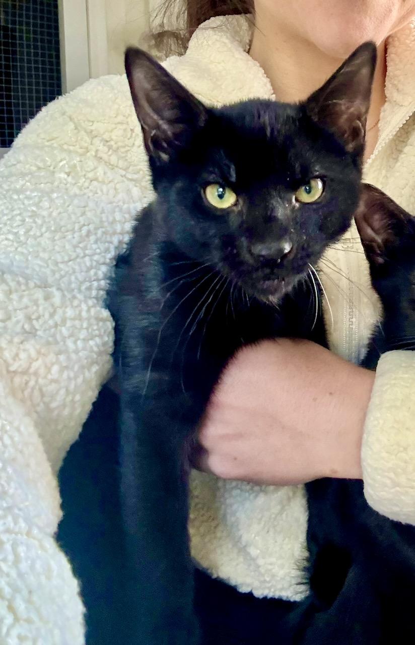 Madow, a ADOPTABLE Domestic Short Hair in River Edge, NJ image 2/5