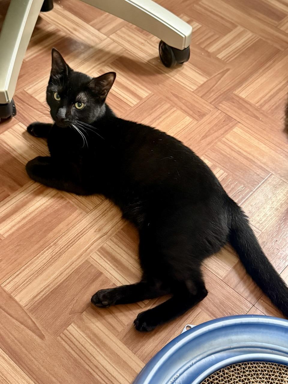 Madow, ADOPTABLE, Young Male Domestic Short Hair.