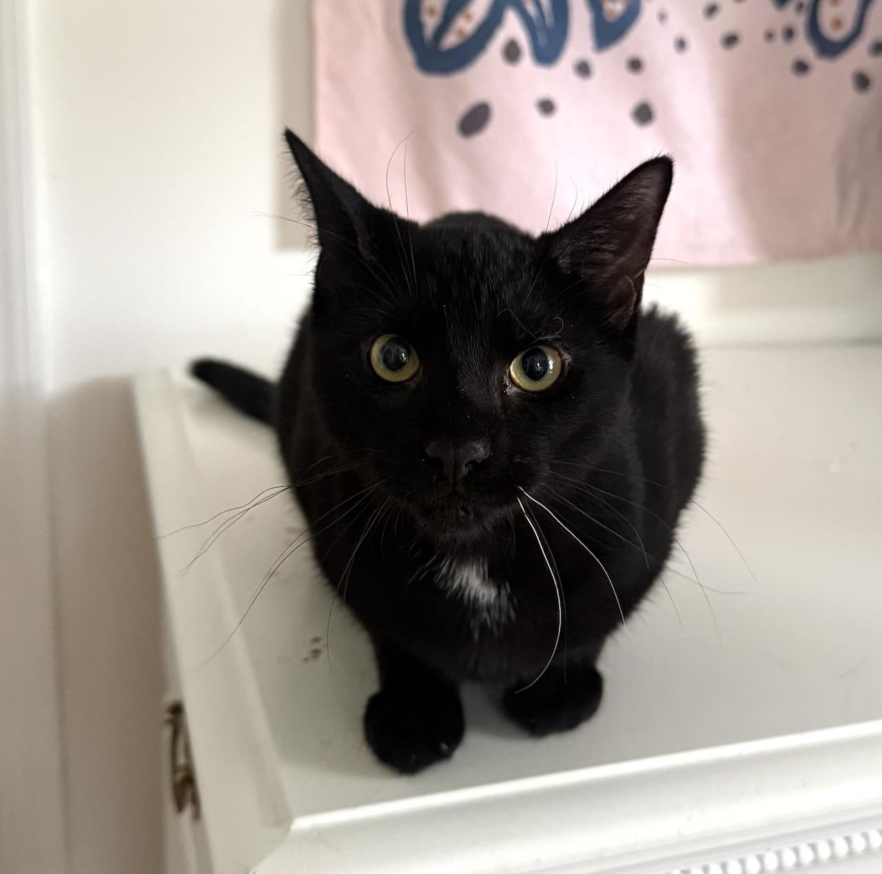 Enlarge Madow, a ADOPTABLE Domestic Short Hair in River Edge, NJ image 6/6