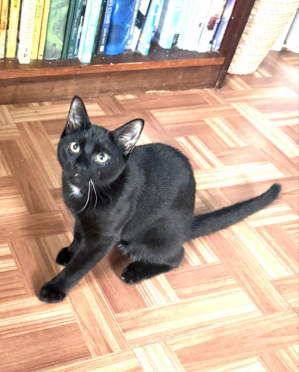 Enlarge Madow, a Adopted Domestic Short Hair in River Edge, NJ image 2/6