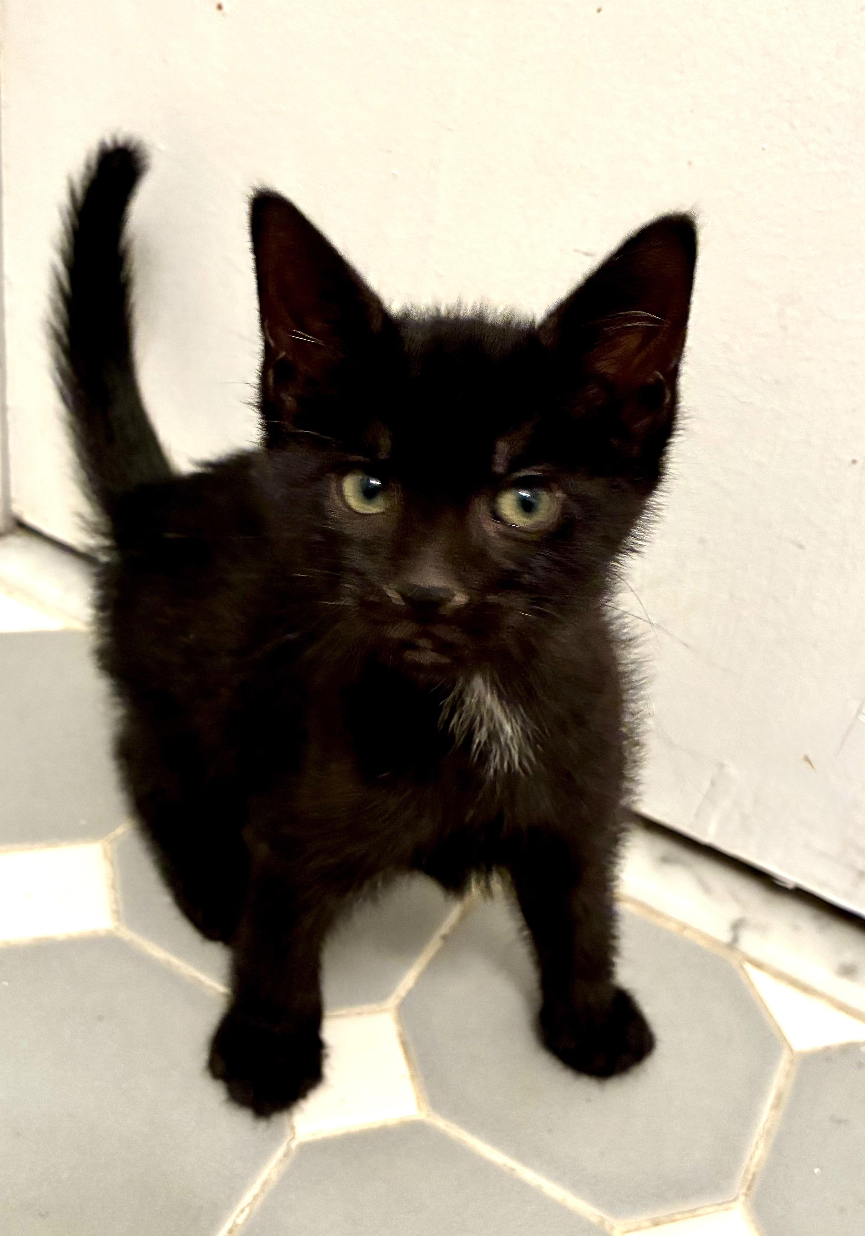 Madow, ADOPTABLE, Kitten Male Domestic Short Hair.